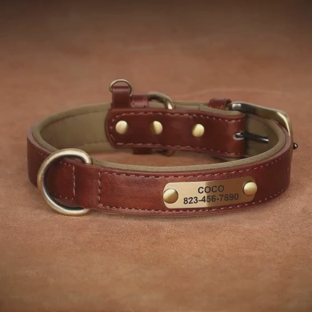 Elegant Personalized Dog Collar